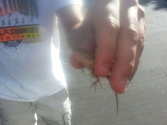 Sceloporus occidentalis occidentalis