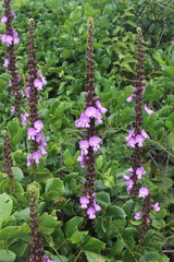 Macropsychanthus violaceus