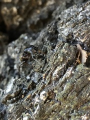 Formicinae