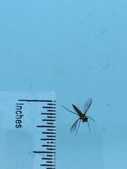 Condylostylus longicornis