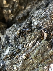 Formicinae