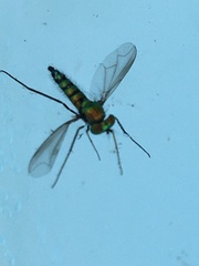 Condylostylus longicornis