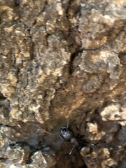 Formicinae