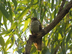 Cacomantis variolosus variolosus
