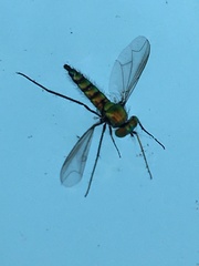 Condylostylus longicornis