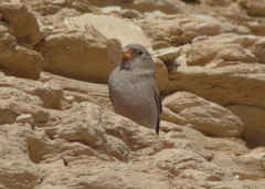 Bucanetes githagineus