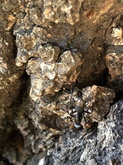 Formicinae
