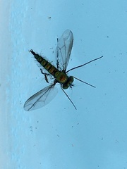 Condylostylus longicornis