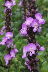 Macropsychanthus violaceus