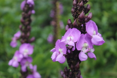 Macropsychanthus violaceus