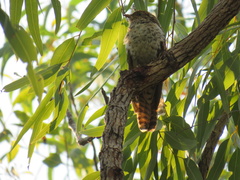 Cacomantis variolosus variolosus