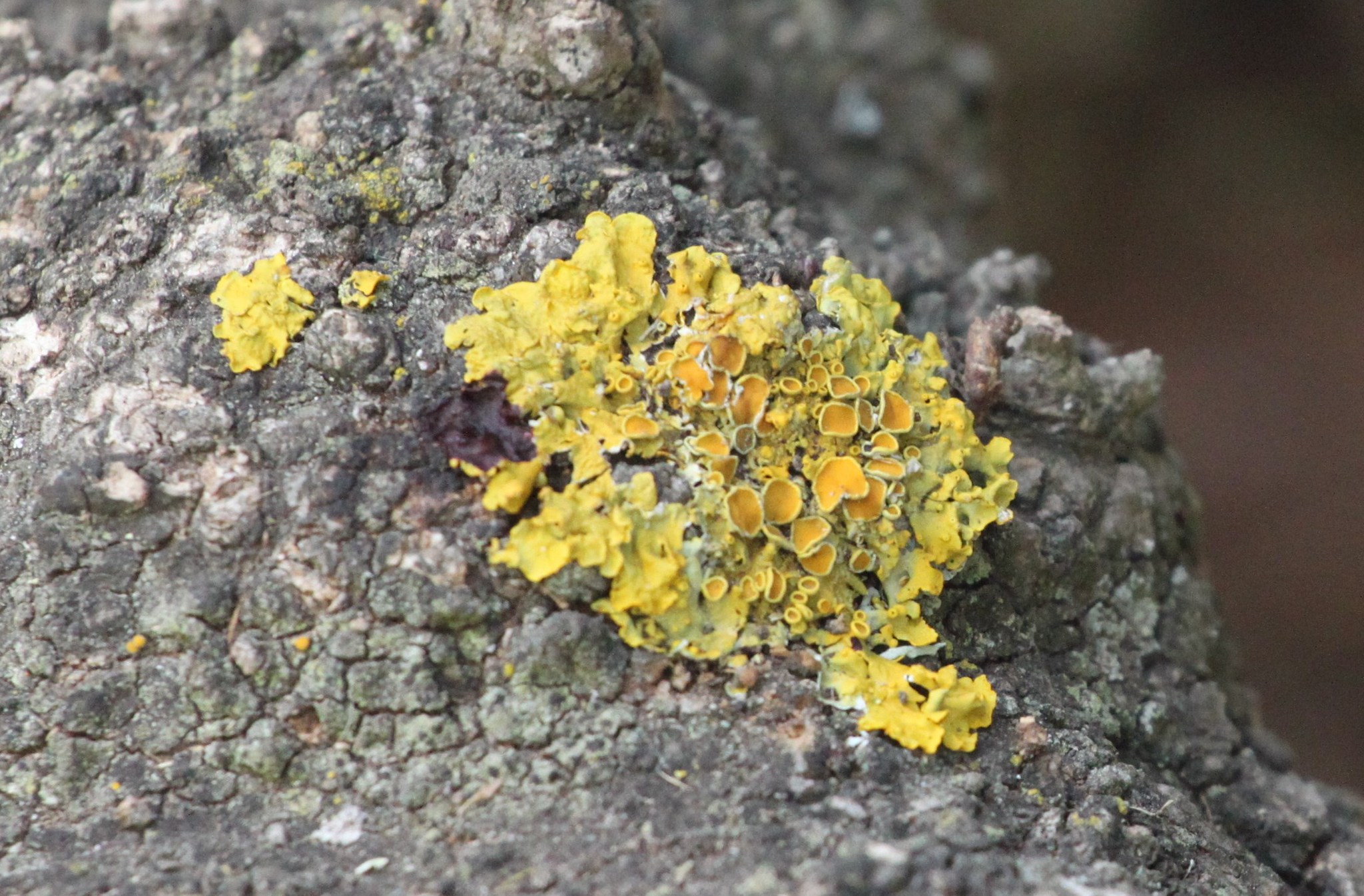 Xanthoria parietina var. parietina image