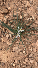 Leucocrinum montanum