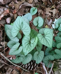 Viola walteri