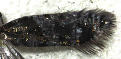 Chrysorthenches drosochalca