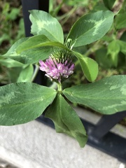Trifolium pratense