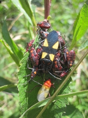 Oncopeltus orourkeae