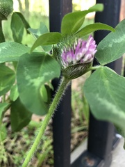 Trifolium pratense