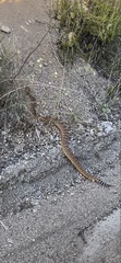 Crotalus ruber