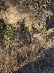 Crotalus ruber