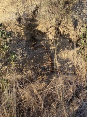 Crotalus ruber