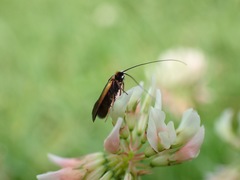 Cauchas rufimitrella