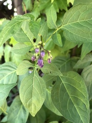 Solanum dulcamara