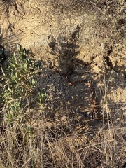 Crotalus ruber