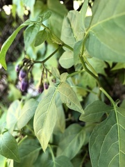 Solanum dulcamara