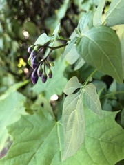 Solanum dulcamara