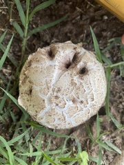 Agaricus deserticola