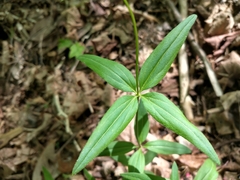 Galium lanceolatum