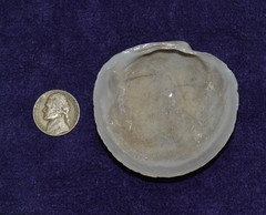 Pegophysema schrammi