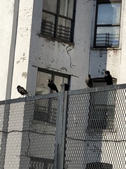 Sturnus vulgaris