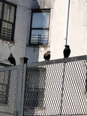 Sturnus vulgaris