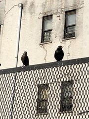 Sturnus vulgaris