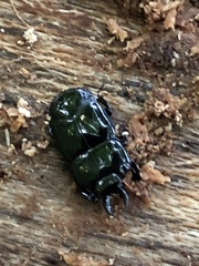 Hololepta