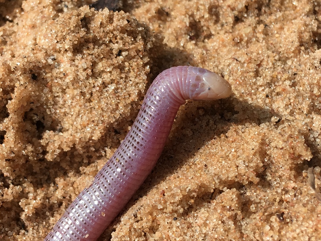 Worm Lizard