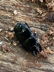 Hololepta