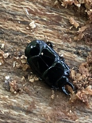 Hololepta