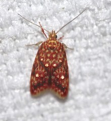 Lophopepla igniferella