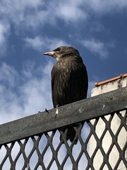 Sturnus vulgaris