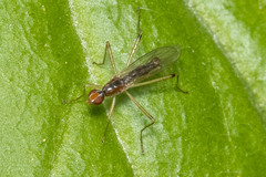 Calobatinae