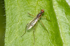 Calobatinae