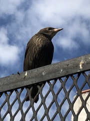 Sturnus vulgaris