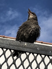 Sturnus vulgaris