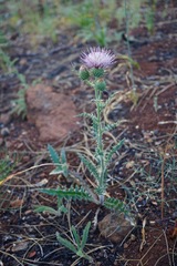 Cirsium cymosum