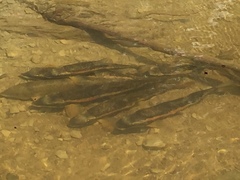 Catostomus catostomus