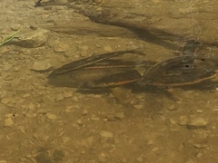 Catostomus catostomus