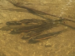 Catostomus catostomus